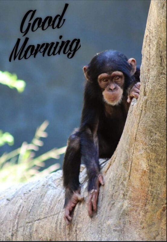 50+ Monkey Good Morning Images & GIFs