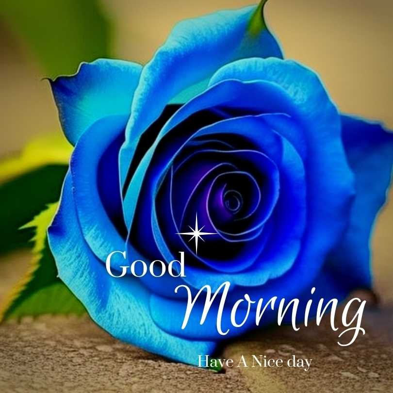 Good Morning Blue Rose Images & GIFs