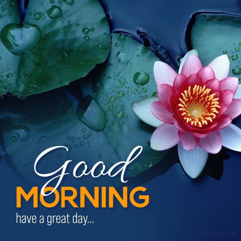 Good Morning Lotus Images