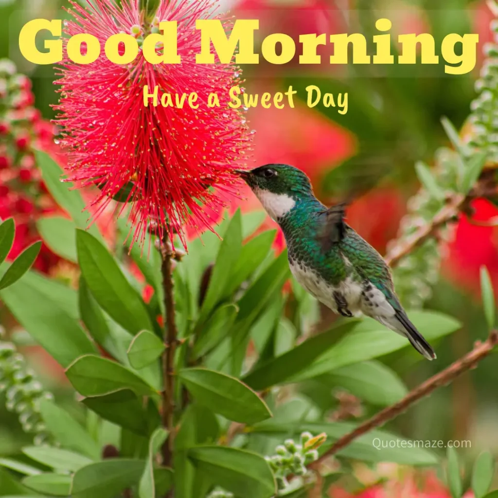 Best Hummingbird Good Morning Picture
