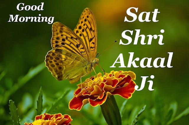 Butterfly Sat Sri Akal Good Morning