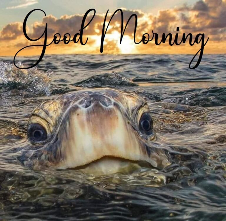 Turtle Good Morning Pictures And GIFs
