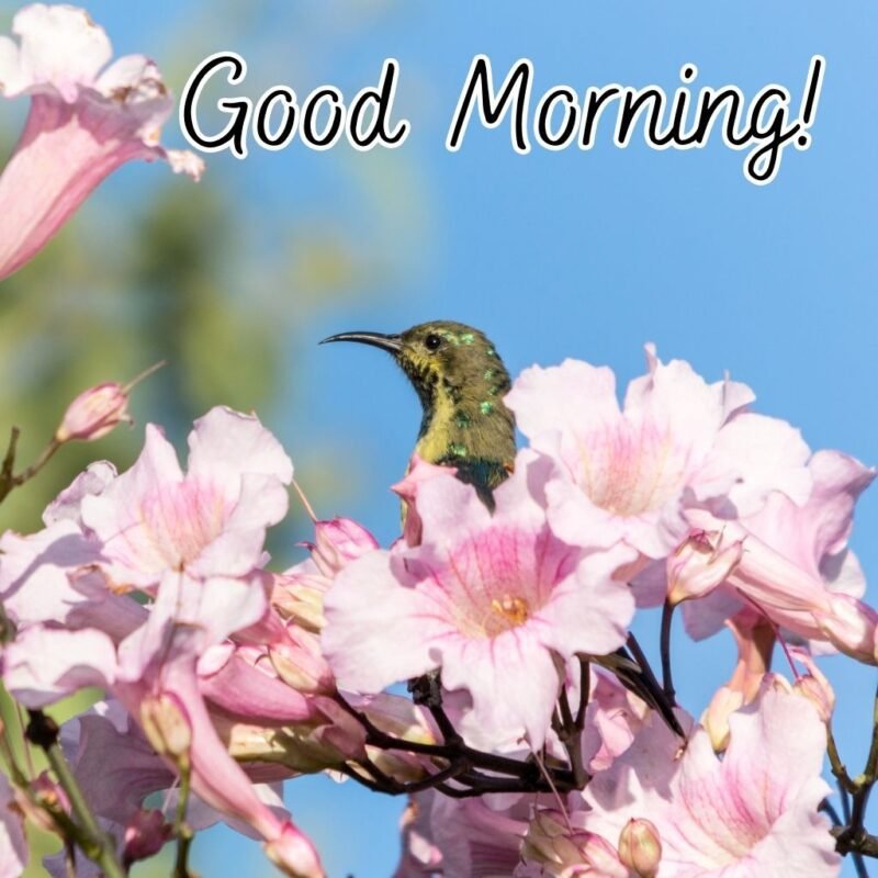 Good Morning Humming Pink Flower Bird