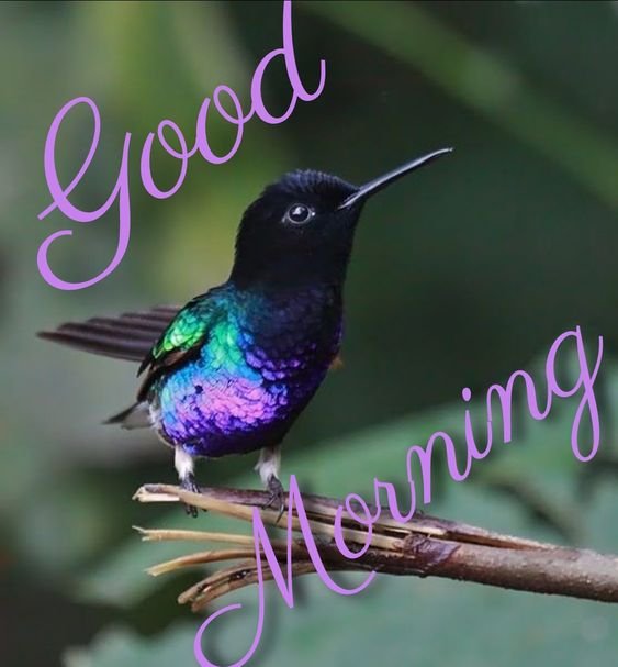 Good Morning Hummingbird Black