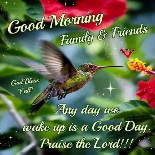 Good Morning Hummingbird Family And Friend