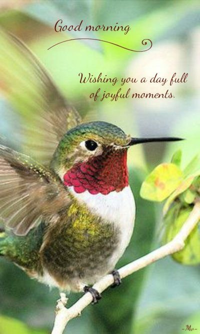 Good Morning Hummingbird Photo