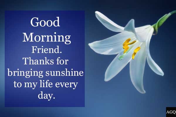 Good Morning Lily Flower Images For Friend