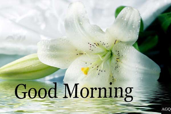 Good Morning Lily Flower Images Free Download