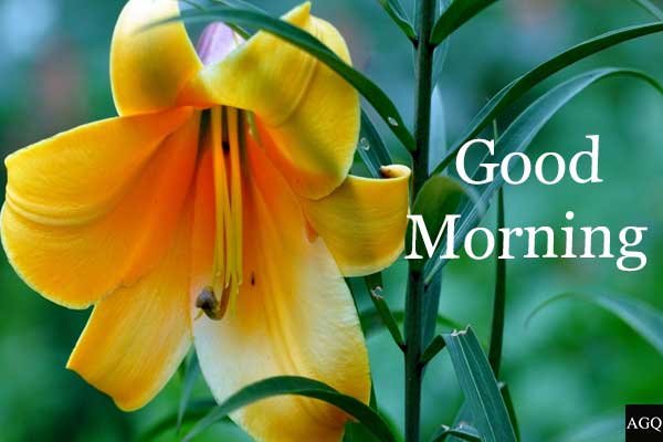 Good Morning Lily Flower Pic