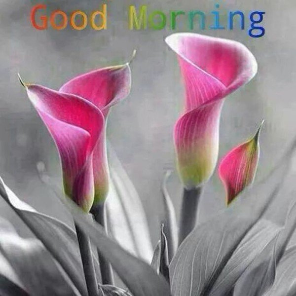Good Morning Lily Have A Great Day