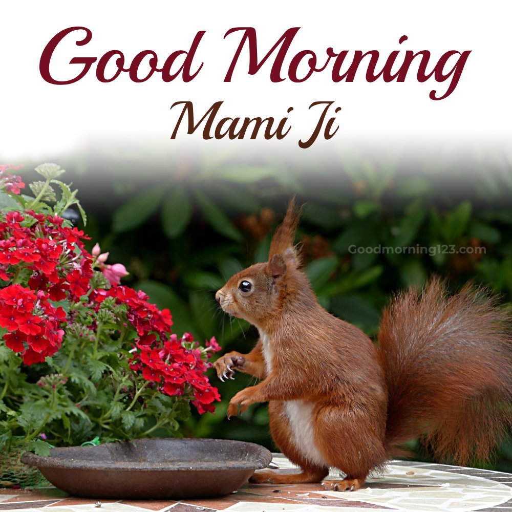 Good Morning Mami Ji Squirrel Image