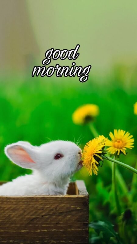 Cute Rabbit Good Morning Images