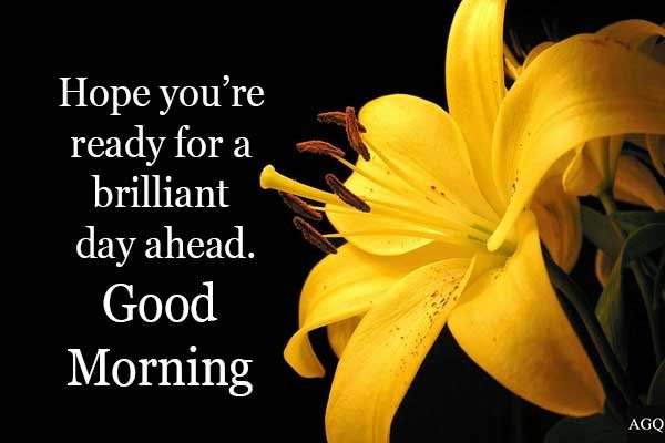 Good Morning Yellow Lily Flower Images