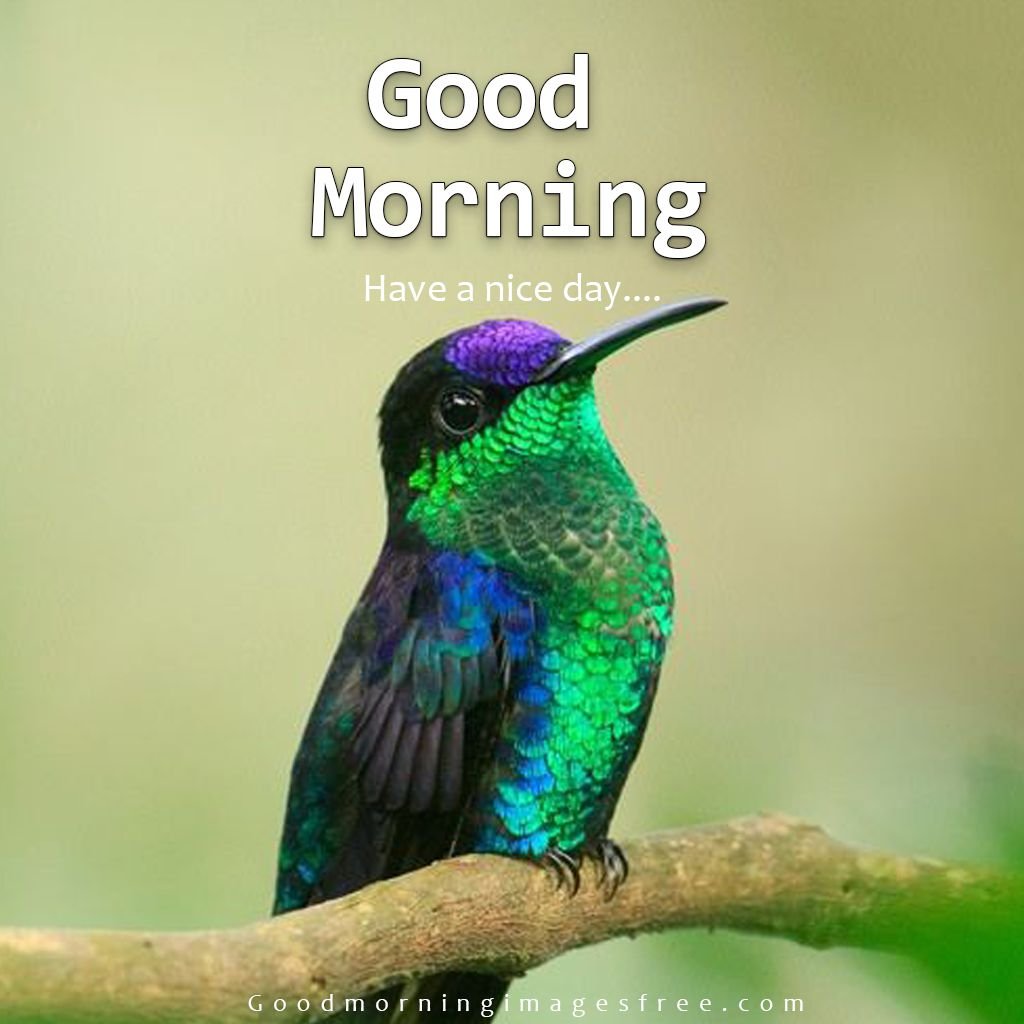 Great Good Morning Hummingbird Photo