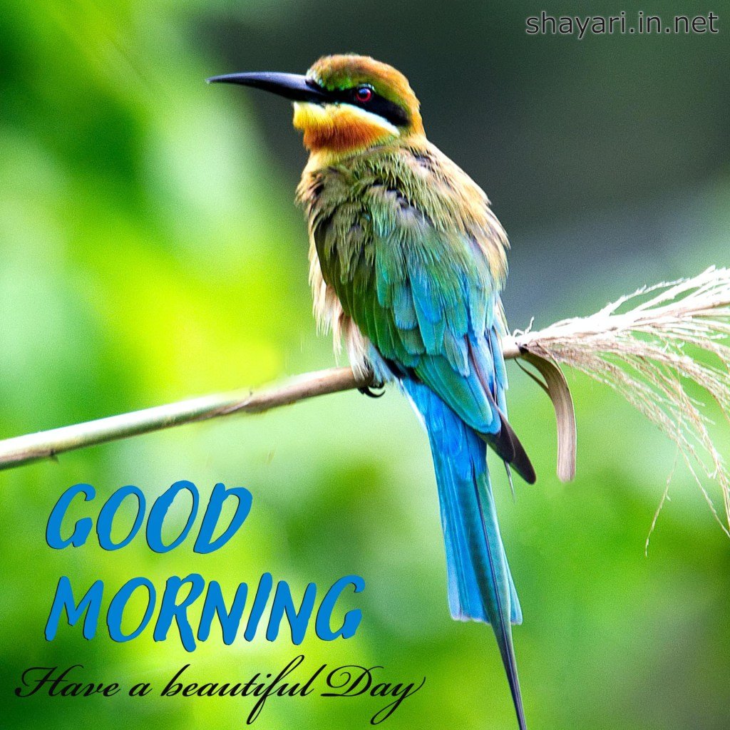 Hummingbird Good Morning Picture