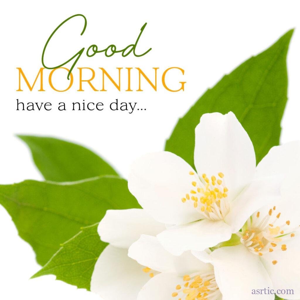 Good Morning Jasmine Flowers Images, Wishes & Greetings