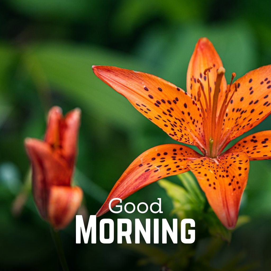 Lily Flowers Good Morning