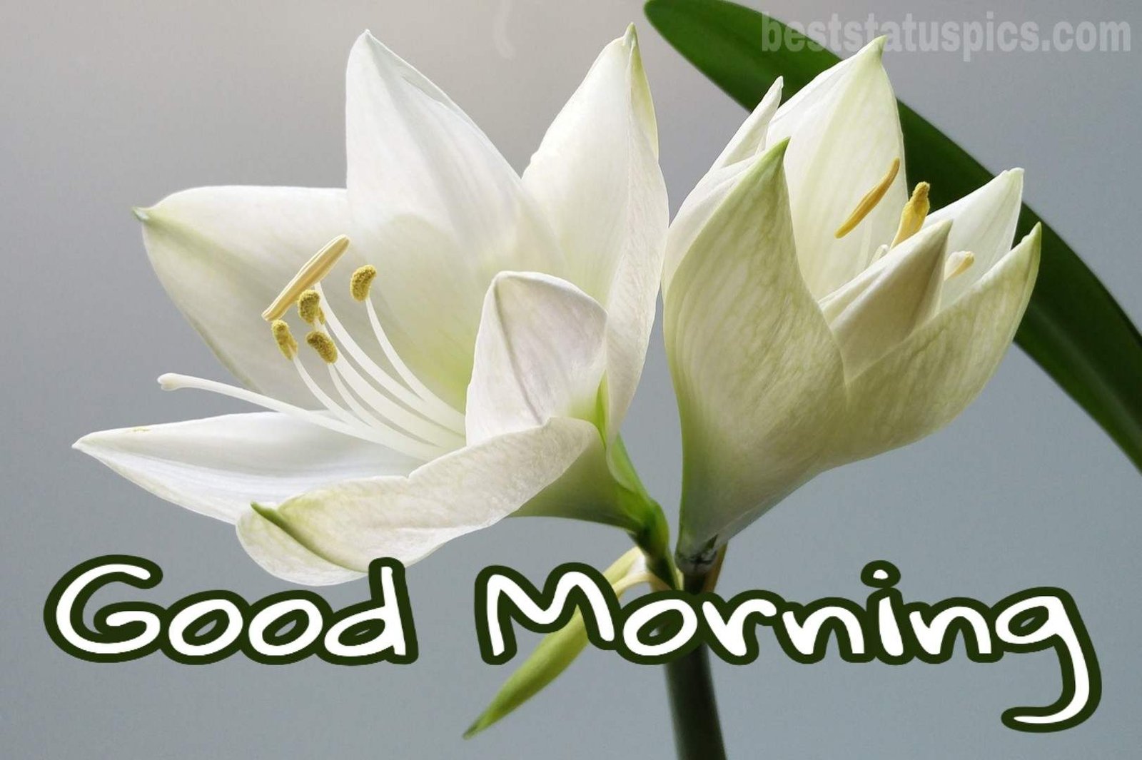 Outstanding Good Morning Lily Flowers Picture