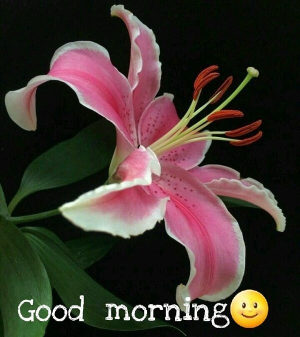 Photo Lily Flowers Good Morning