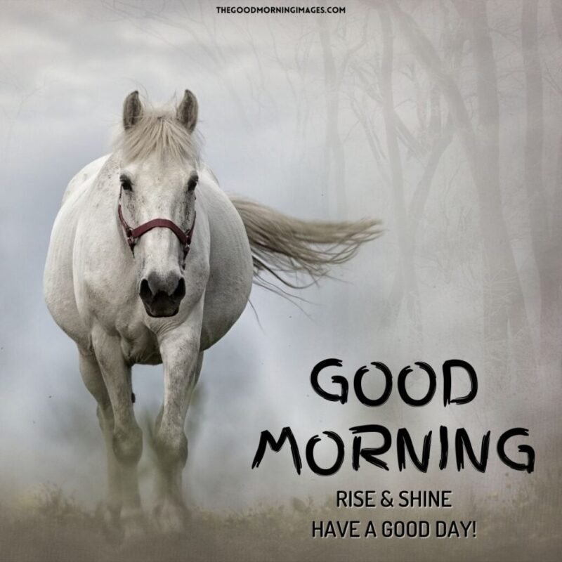Horse Good Morning Pictures