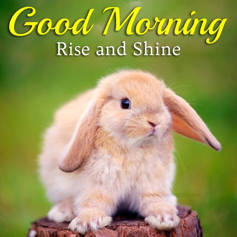 Rise And Shine Good Morning Pictures