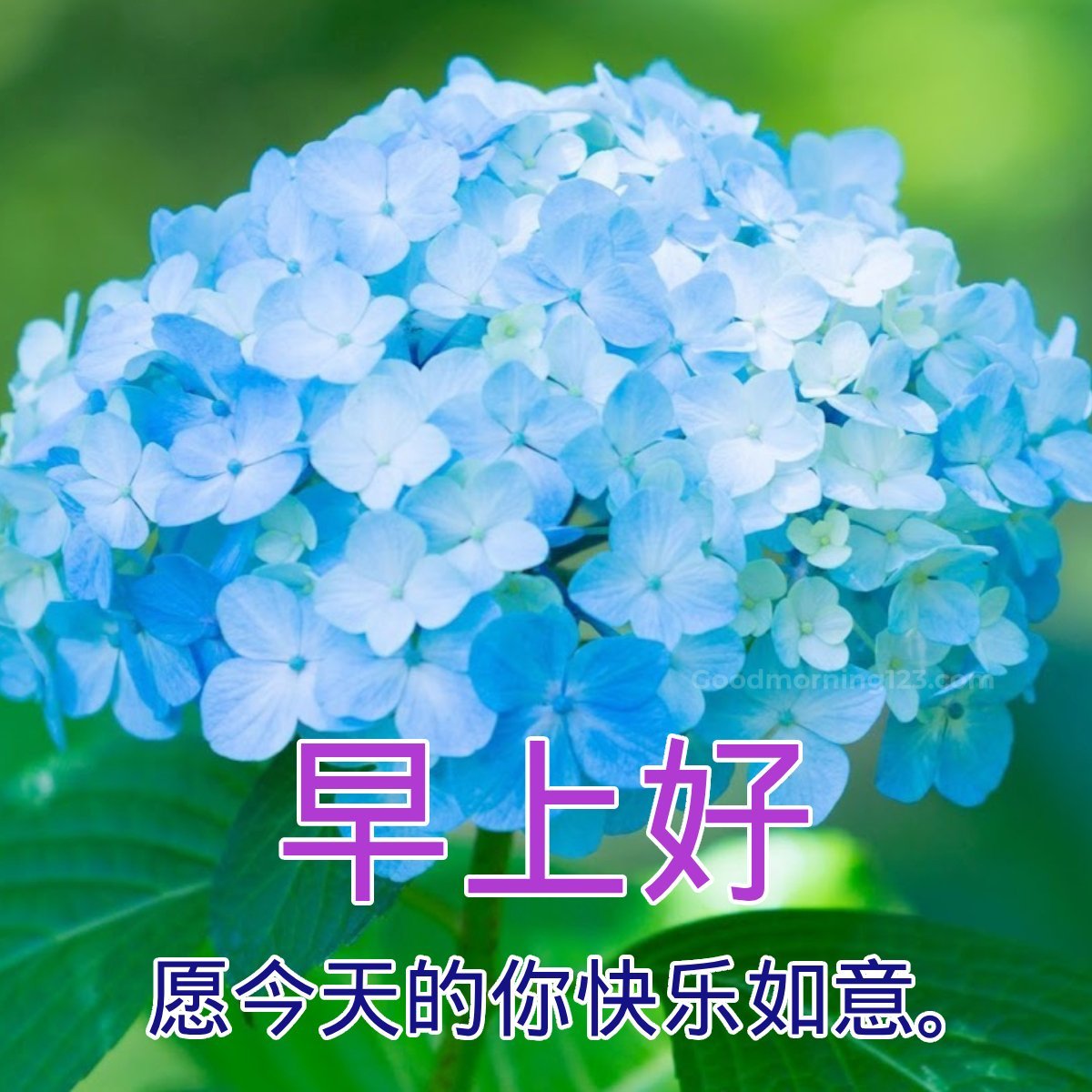 Good Morning Chinese Images & Messages